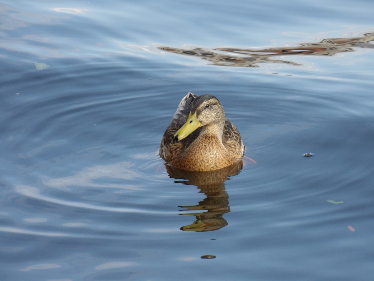 Mallard - ML639174416