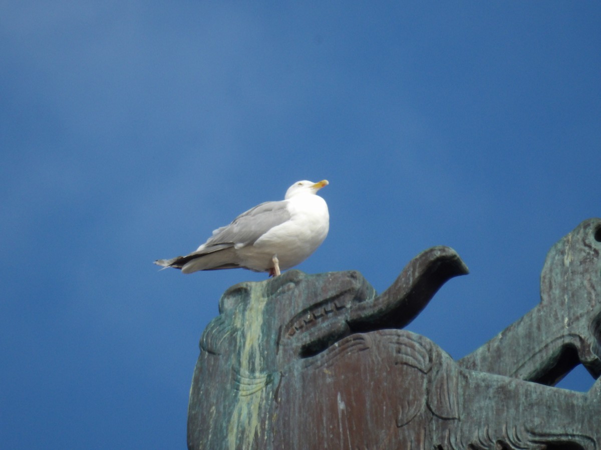 European Herring Gull - ML639174419