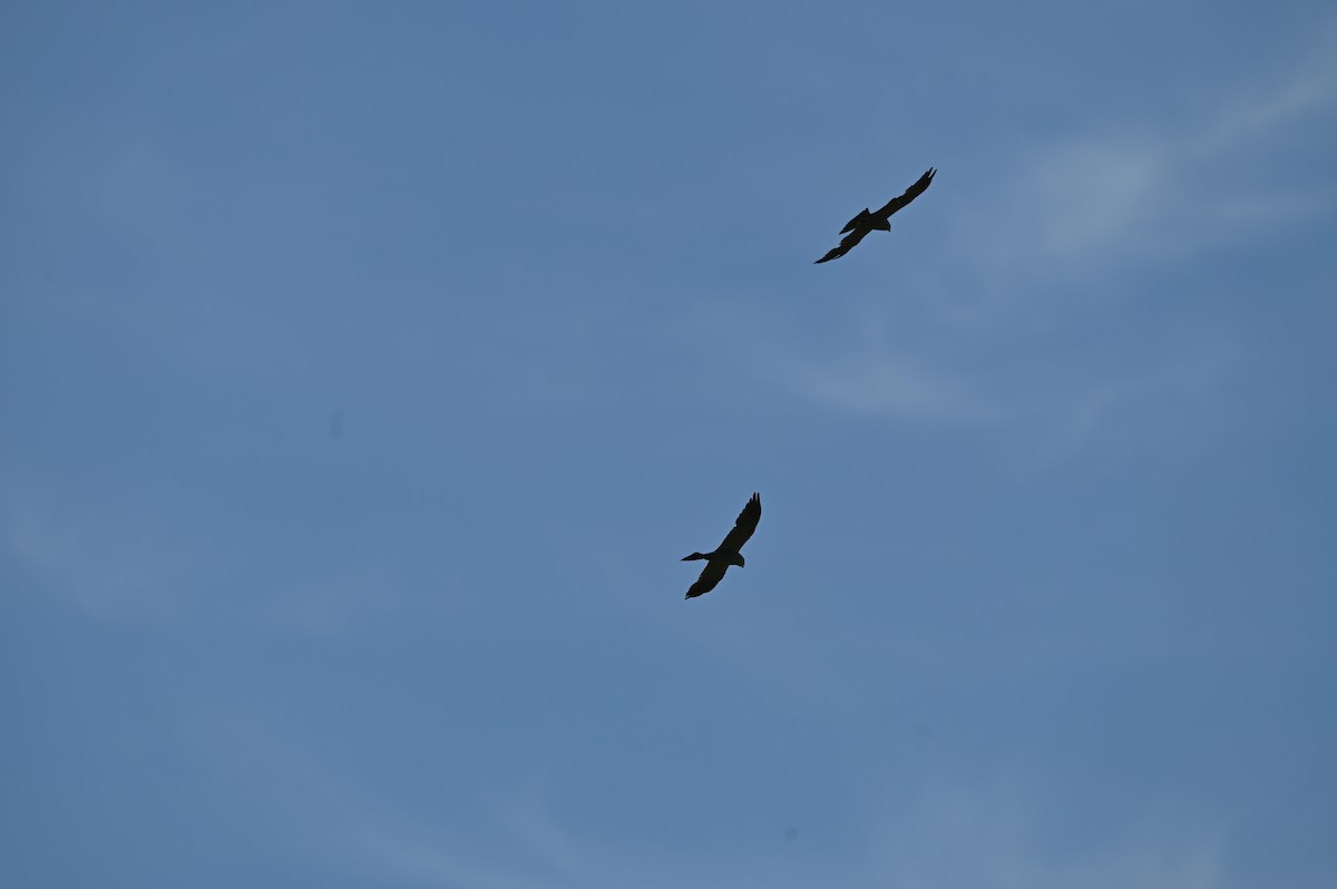 Mississippi Kite - ML639174426