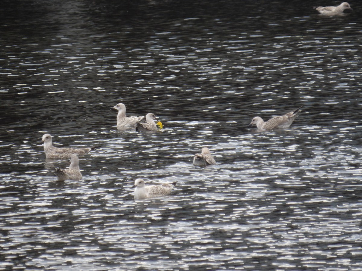 European Herring Gull - ML639174437