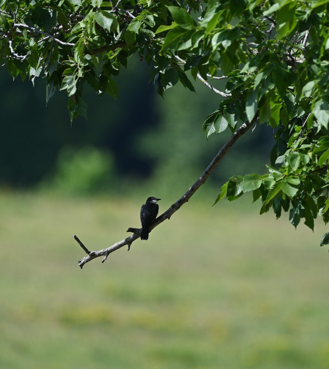 Eastern Kingbird - ML639174458