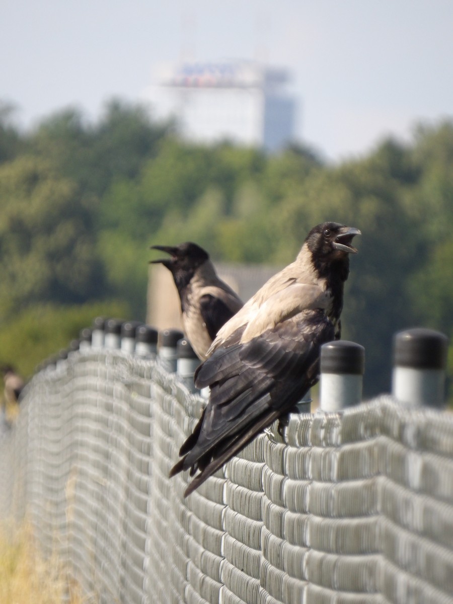 Hooded Crow - ML639174460