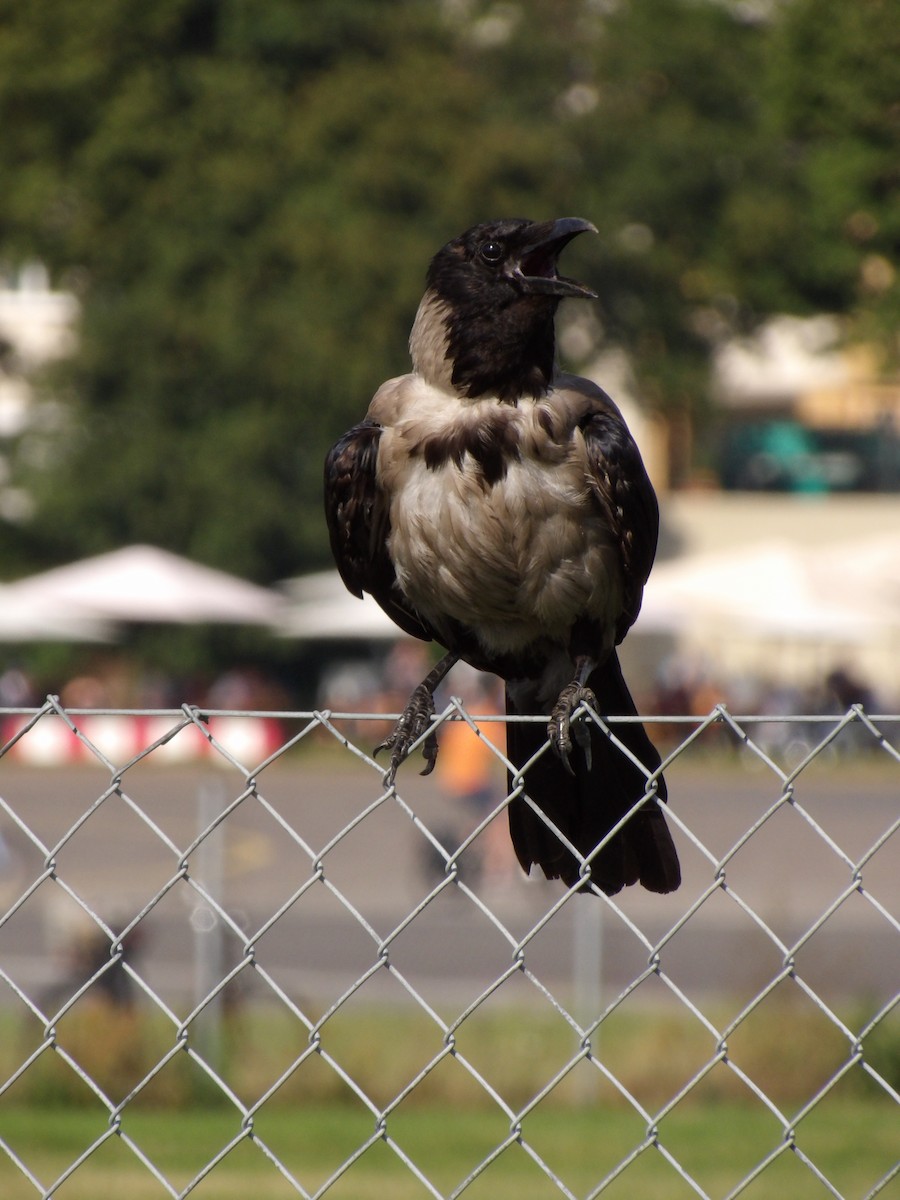 Hooded Crow - ML639174461
