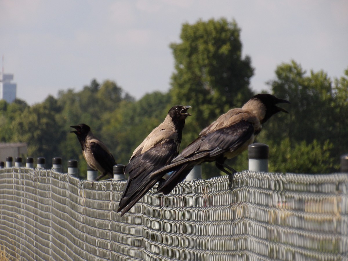 Hooded Crow - ML639174462