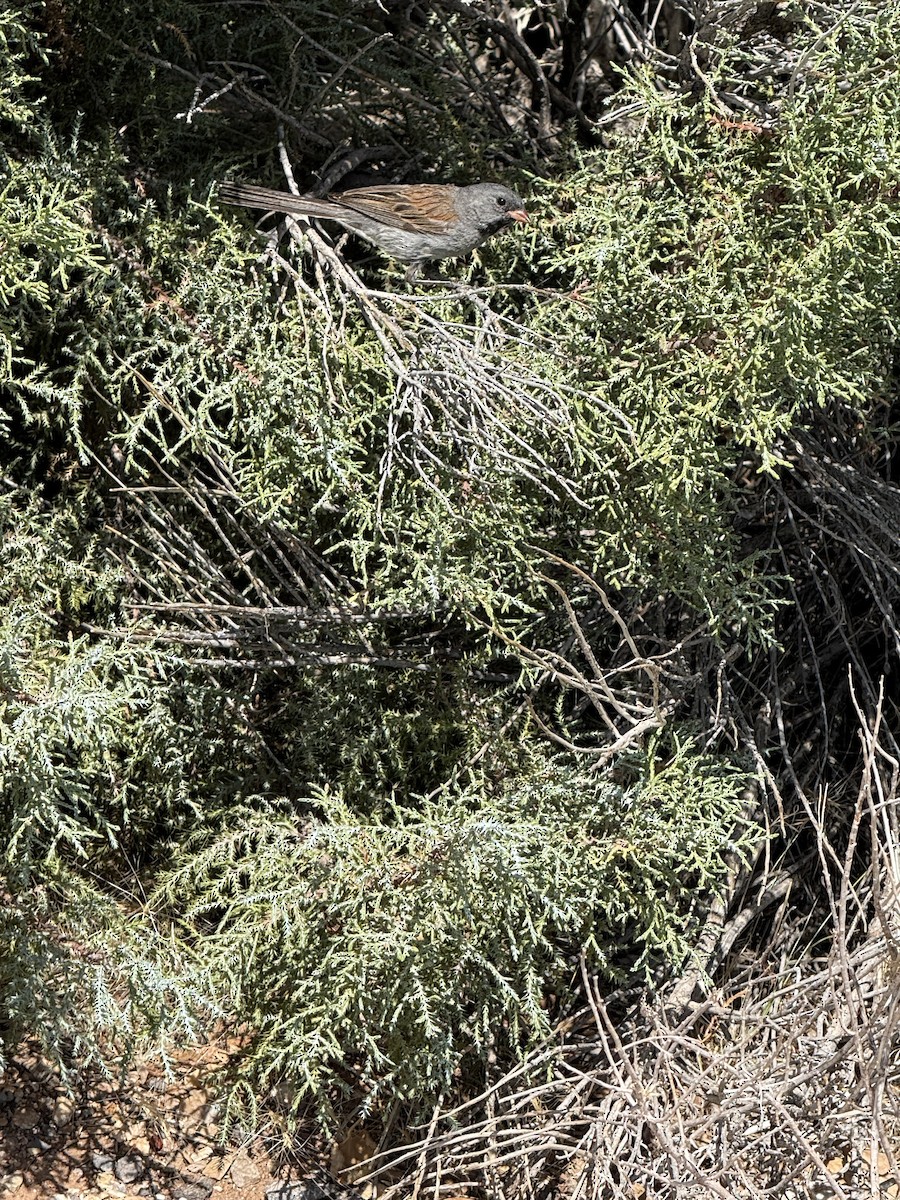 Black-chinned Sparrow - ML639174495