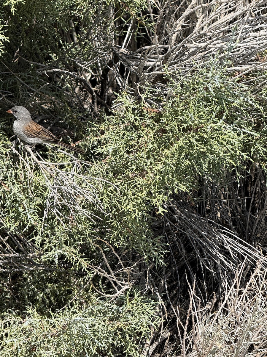 Black-chinned Sparrow - ML639174496