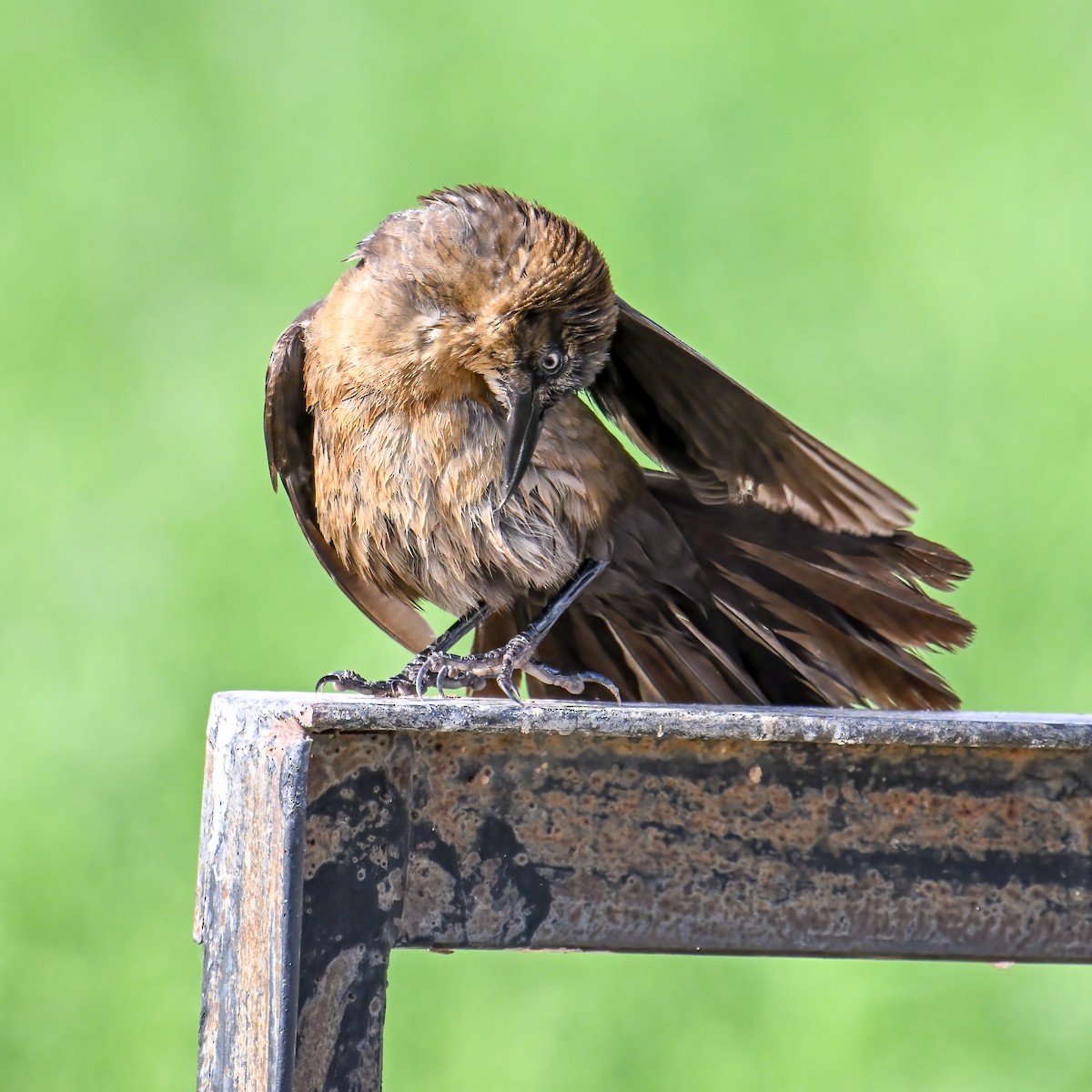 Great-tailed Grackle - ML639174702