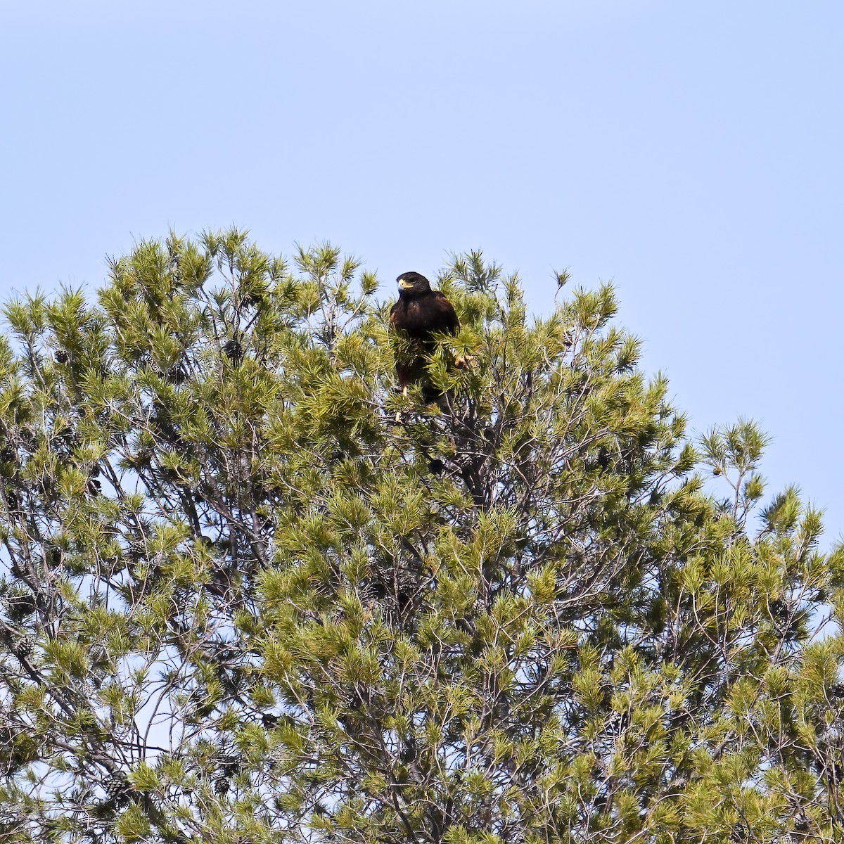 Harris's Hawk - ML639174715