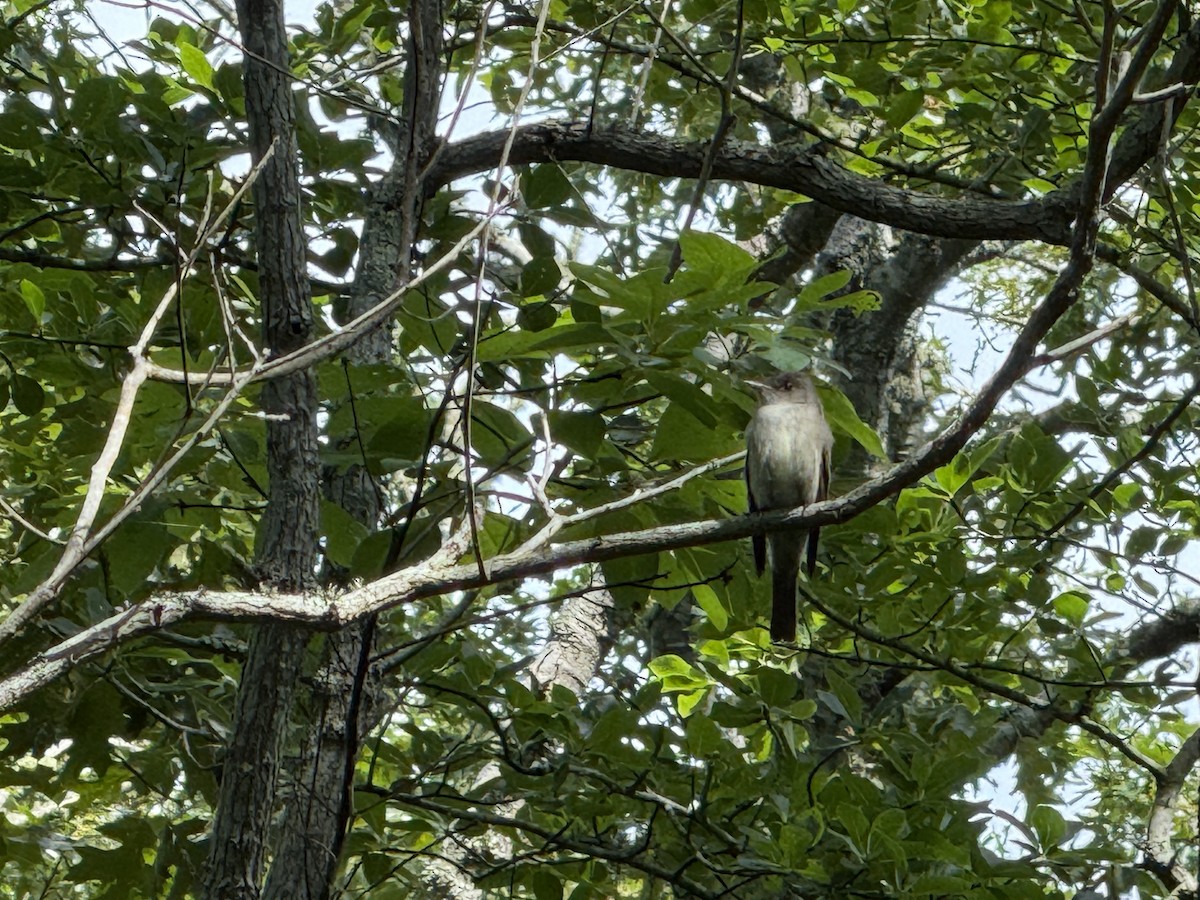 Eastern Wood-Pewee - ML639174766