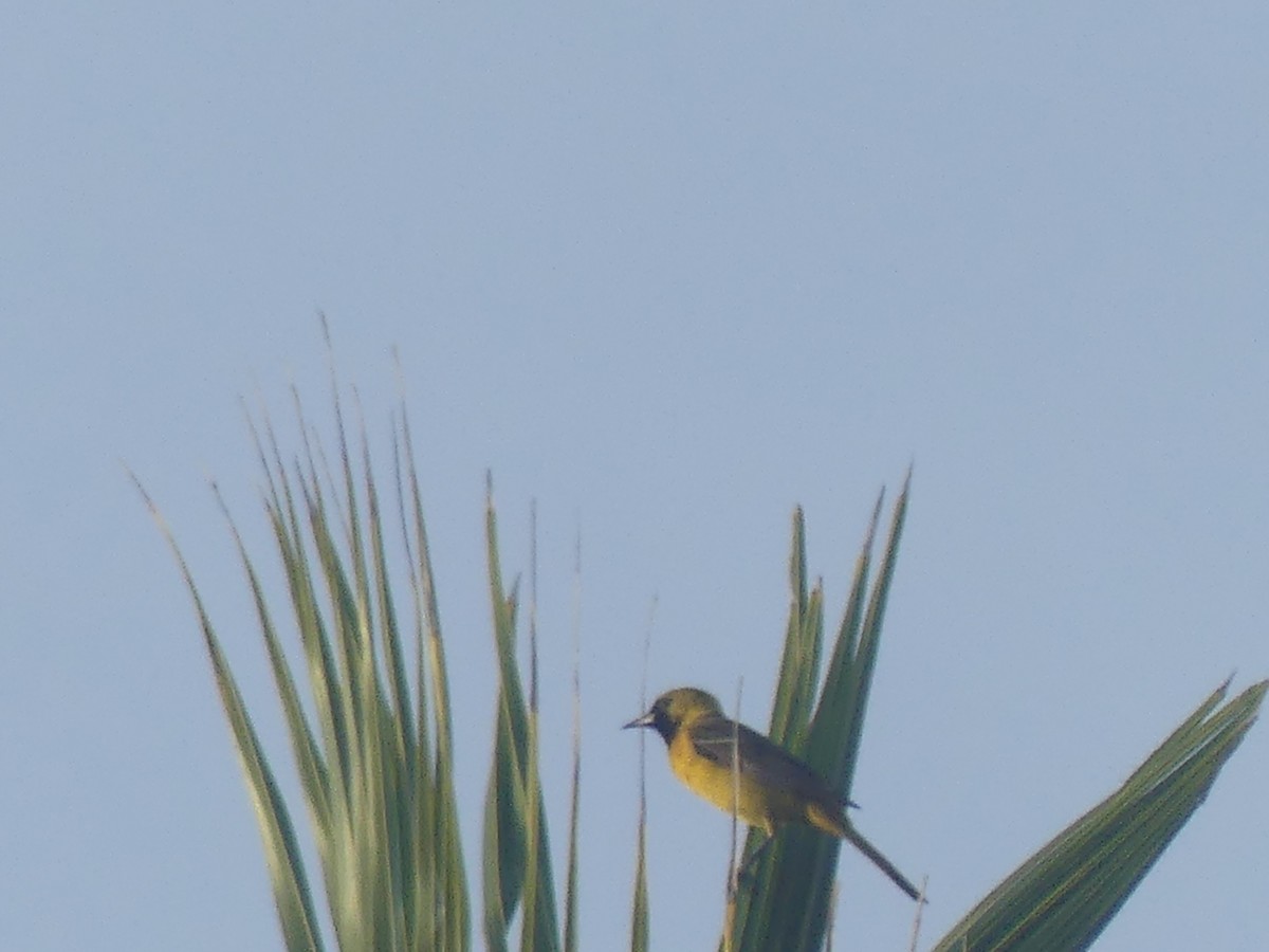 Bar-winged Oriole - ML639174771