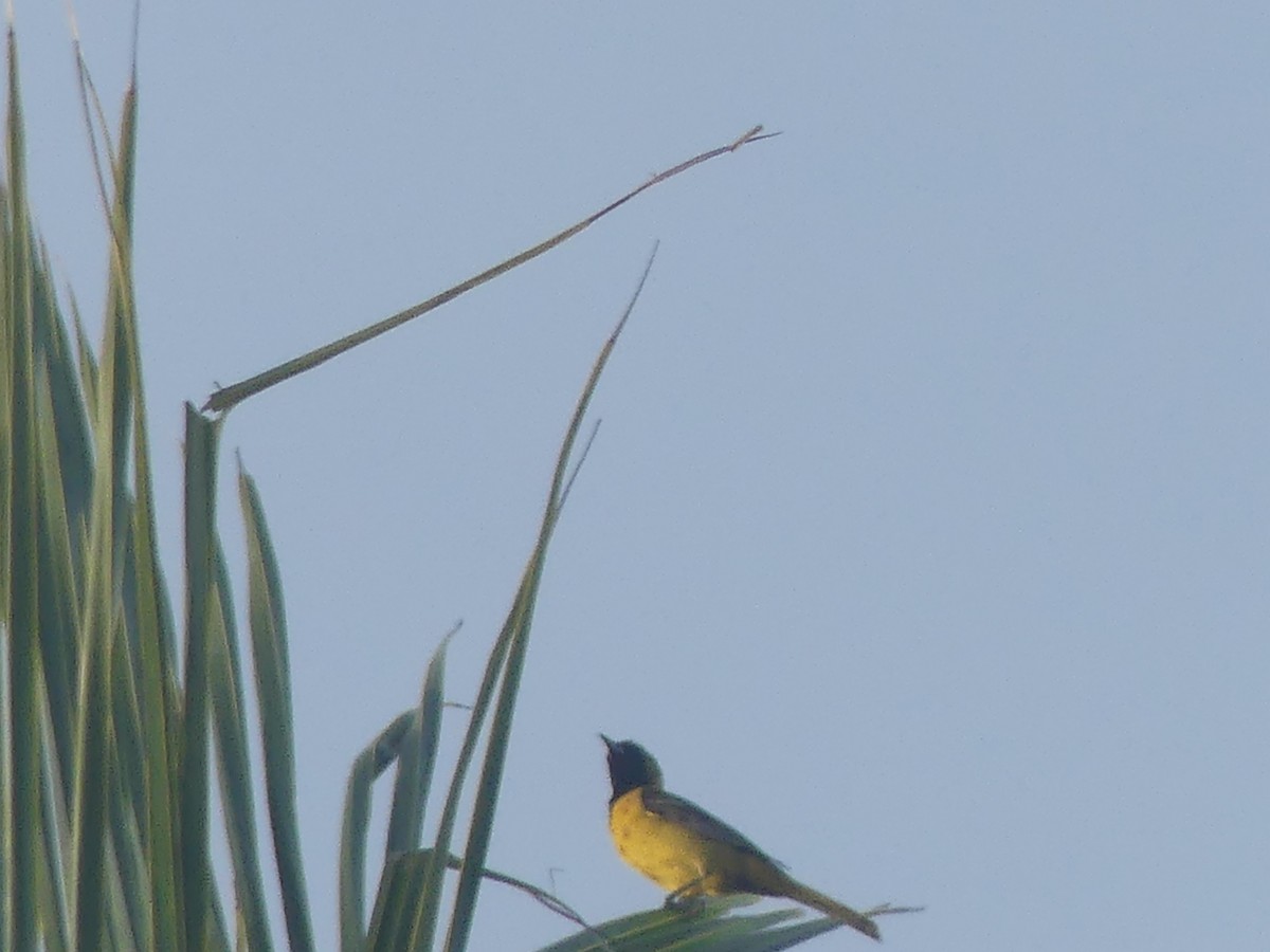 Bar-winged Oriole - ML639174772