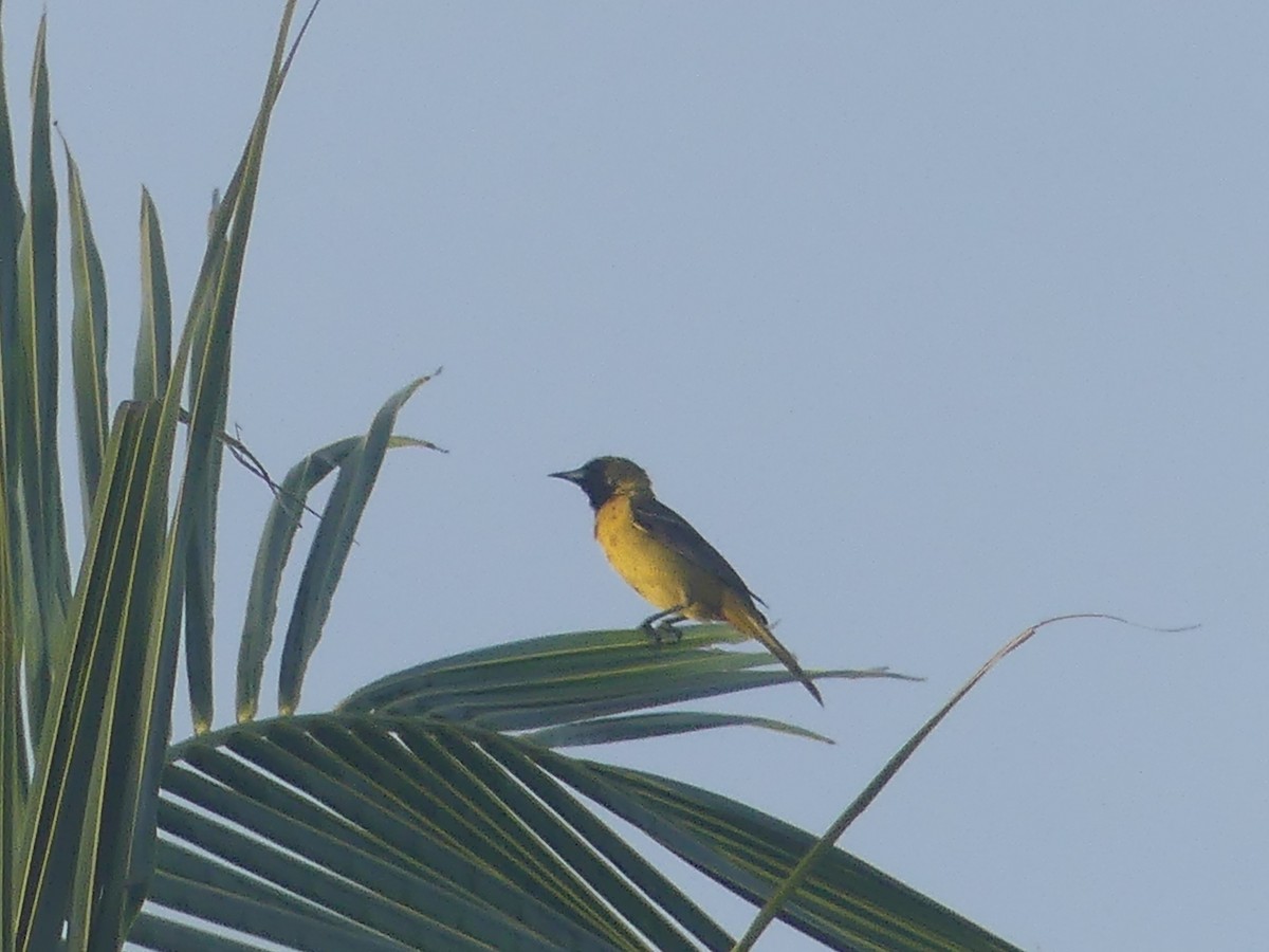 Bar-winged Oriole - ML639174773