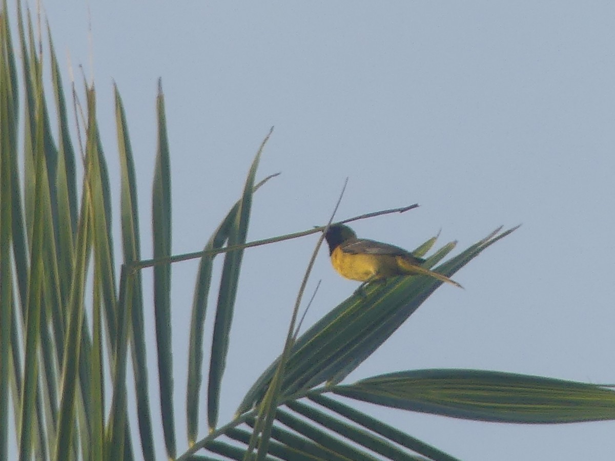 Bar-winged Oriole - ML639174774