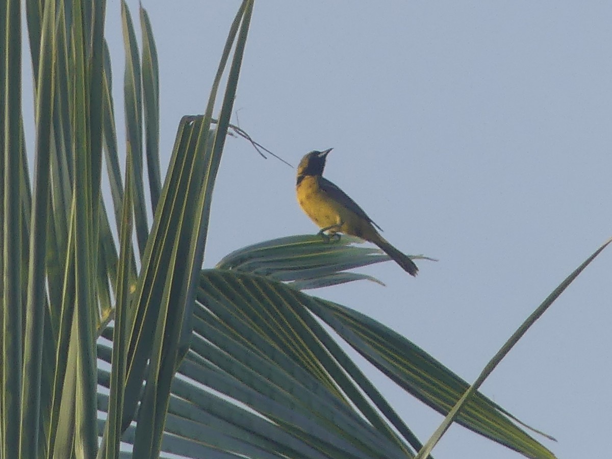 Bar-winged Oriole - ML639174775