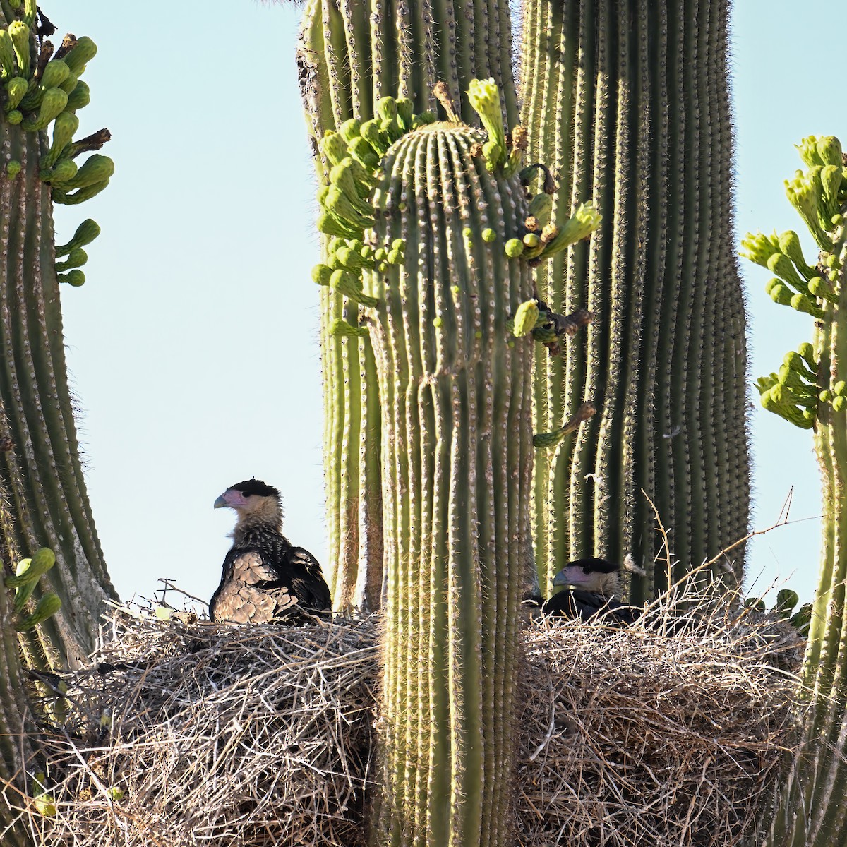 Crested Caracara - ML639174849