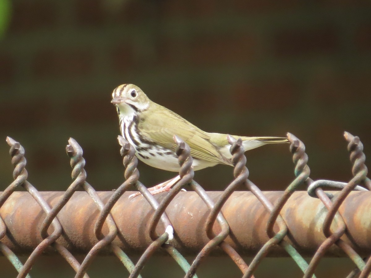カマドムシクイ - ML639174864