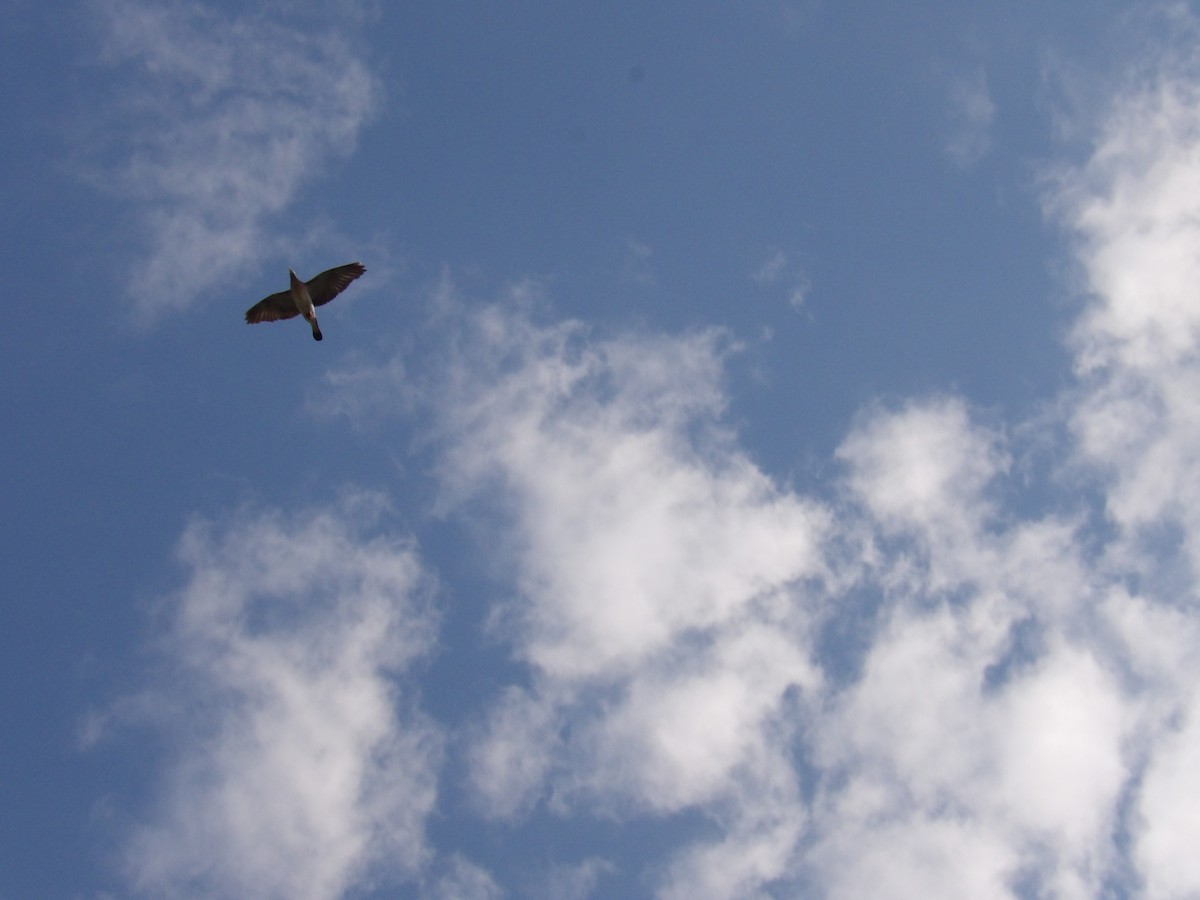 Common Wood-Pigeon - ML639174886