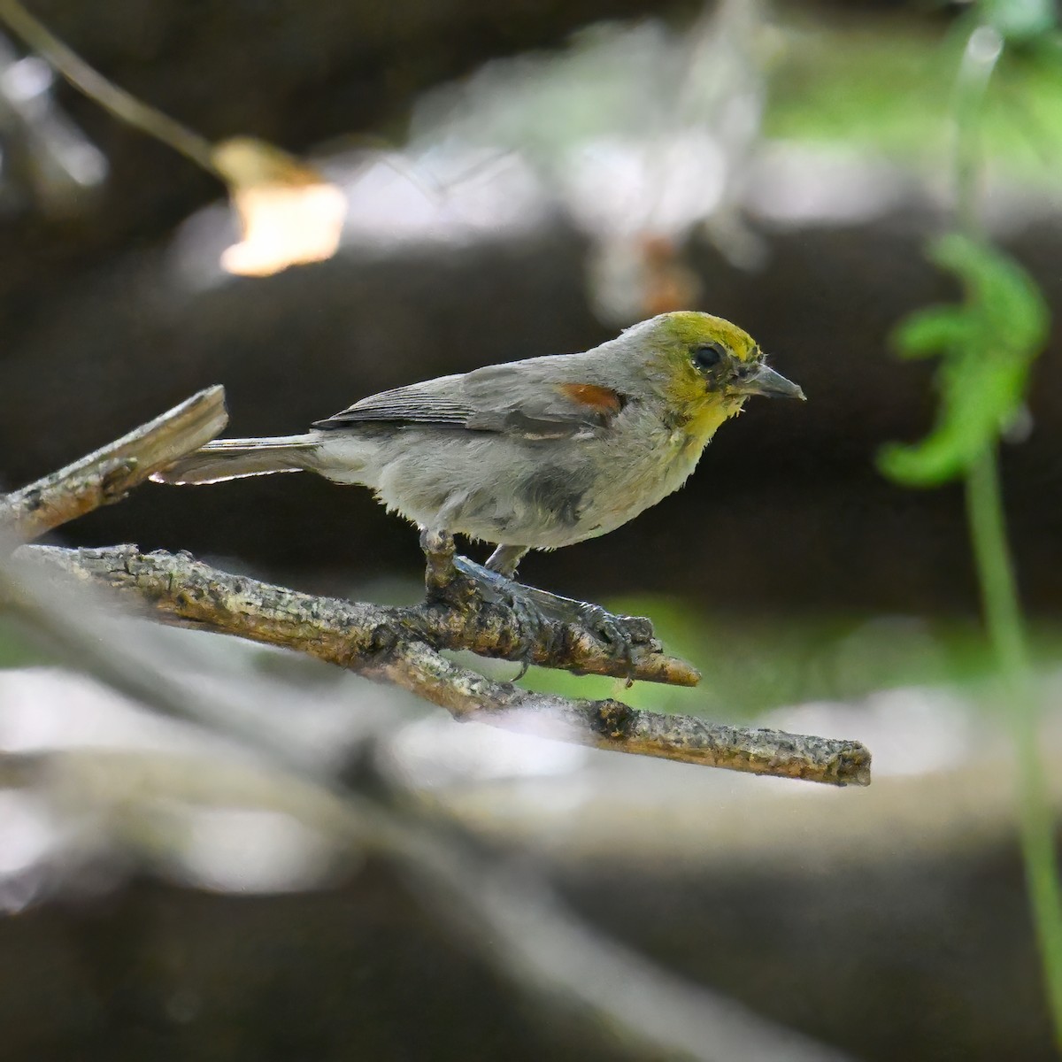 Verdin - ML639174890