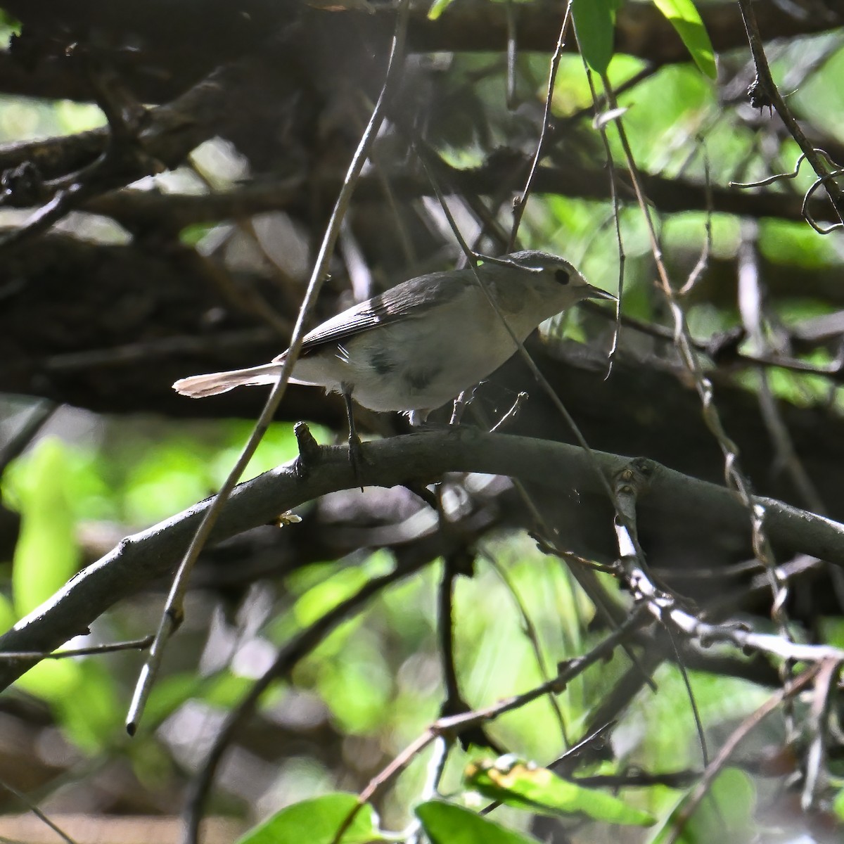 Bell's Vireo - ML639174893