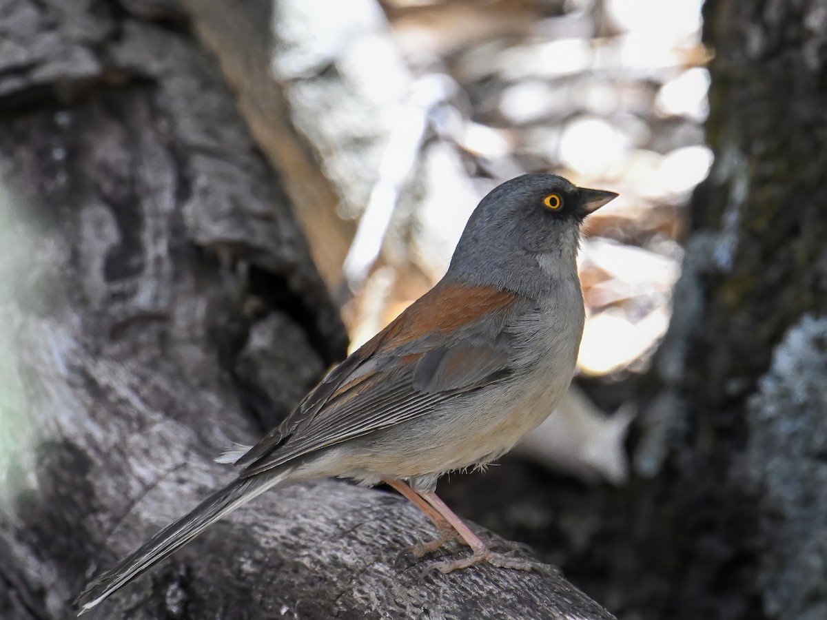 Yellow-eyed Junco - ML639174921