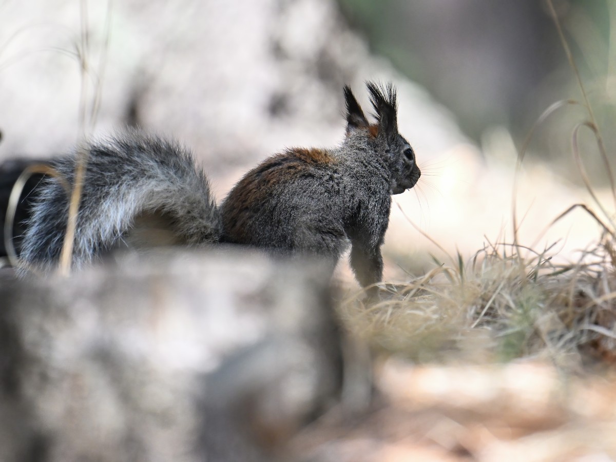 Abert's Squirrel - ML639174933