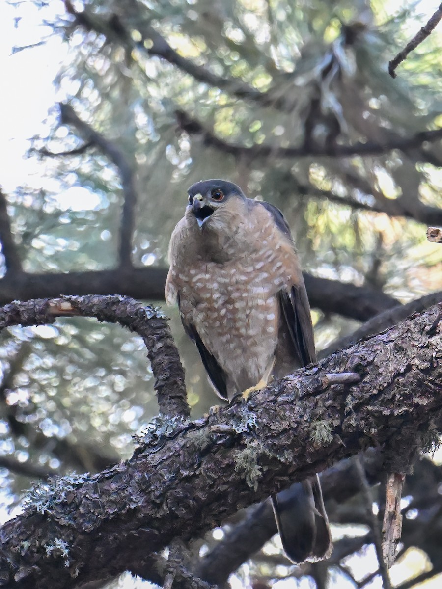 Sharp-shinned Hawk - ML639175023