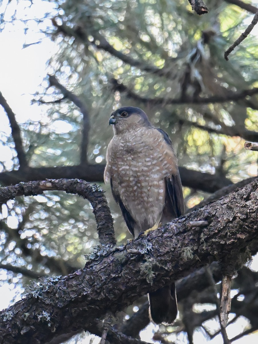 Sharp-shinned Hawk - ML639175024