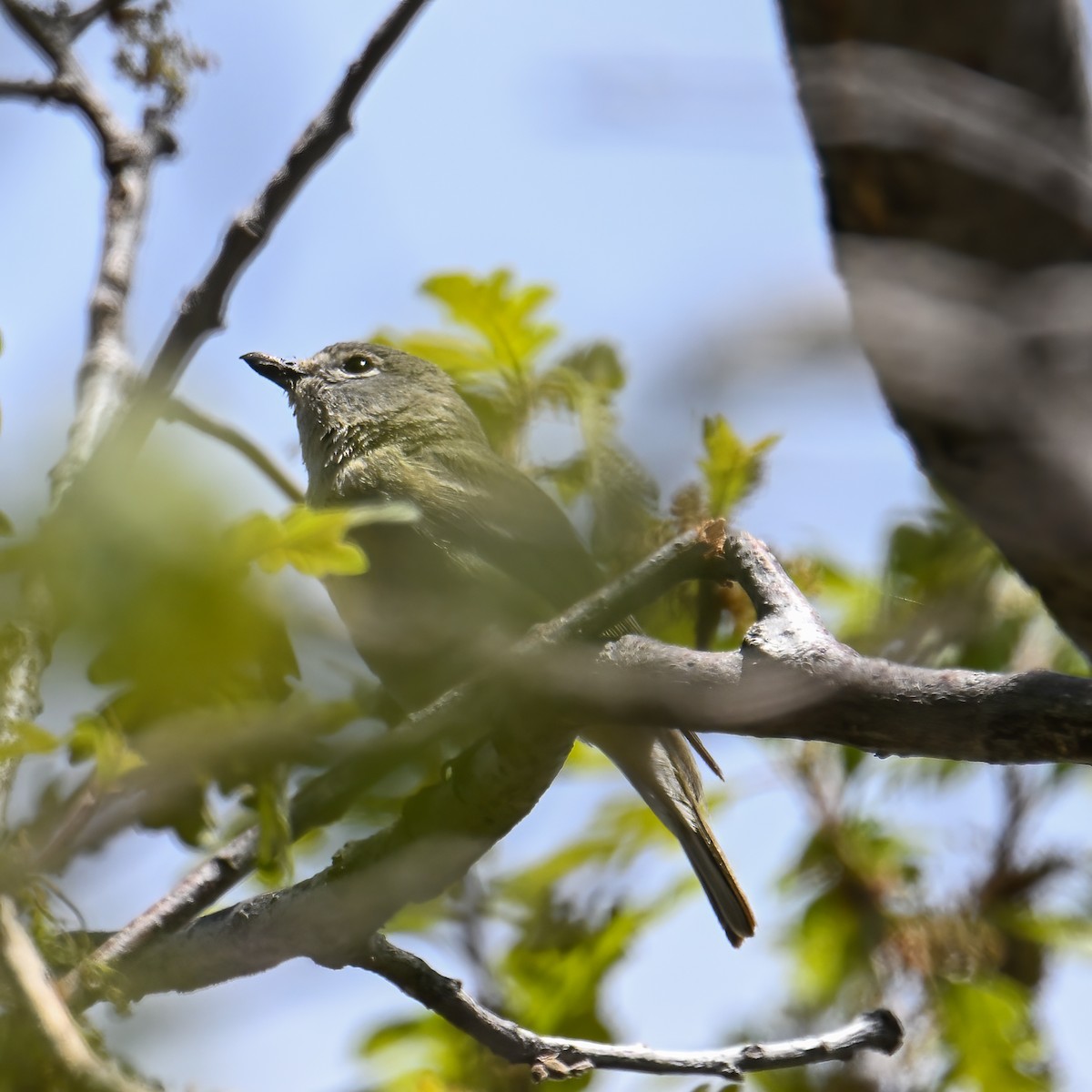 Cassin's Vireo - ML639175049