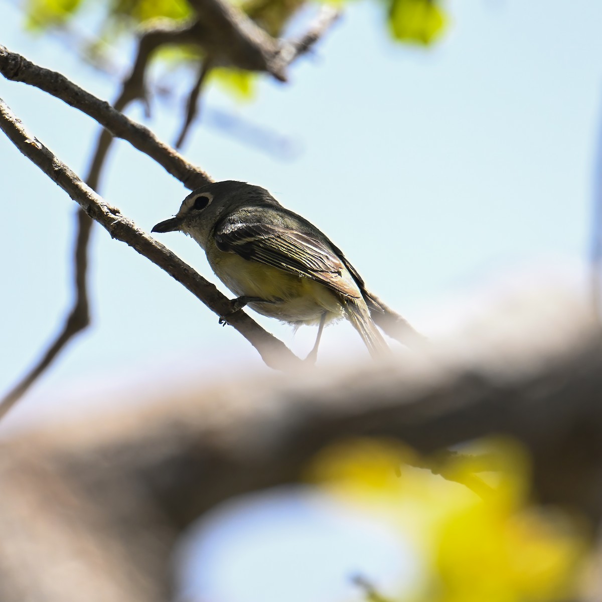 Cassin's Vireo - ML639175050