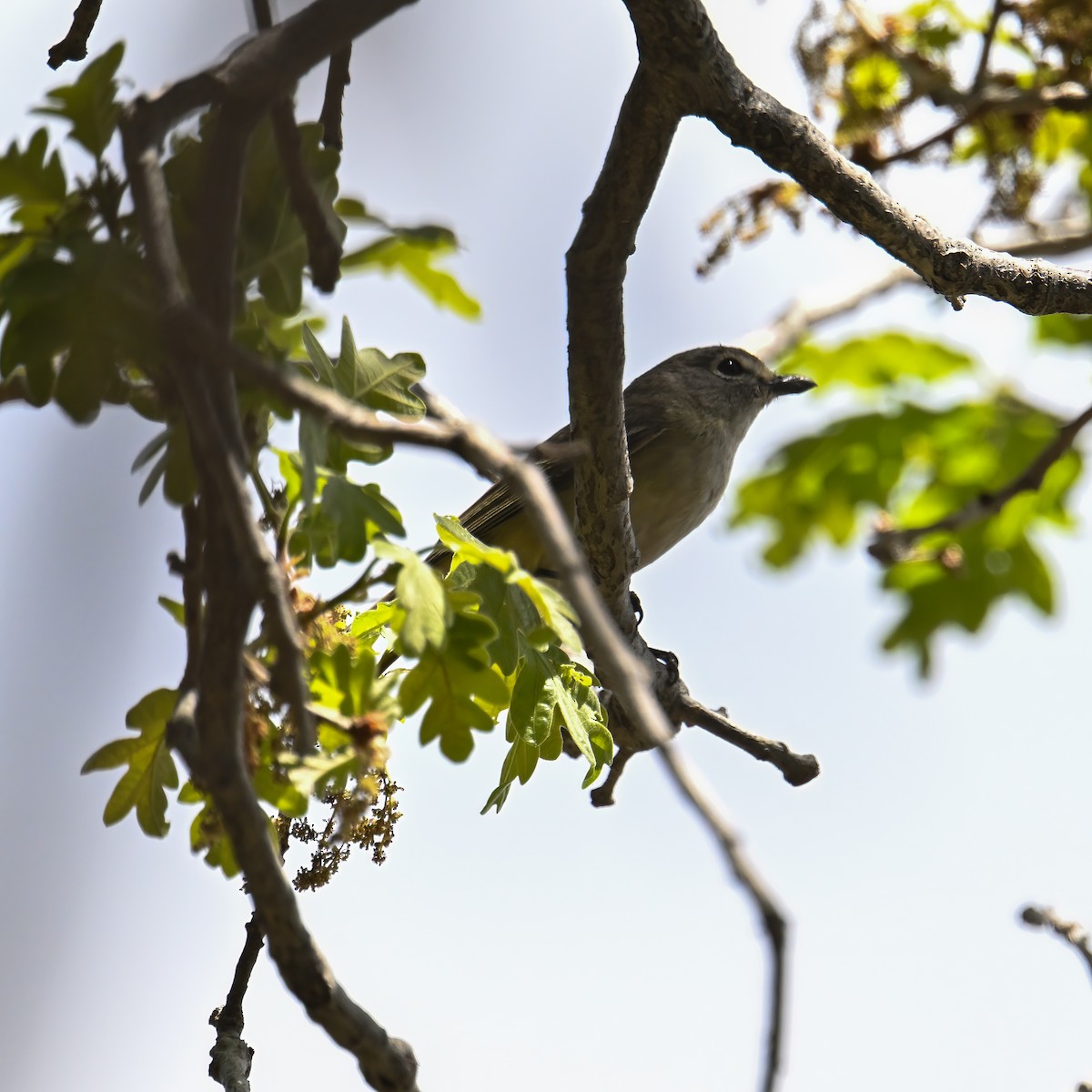 Cassin's Vireo - ML639175051
