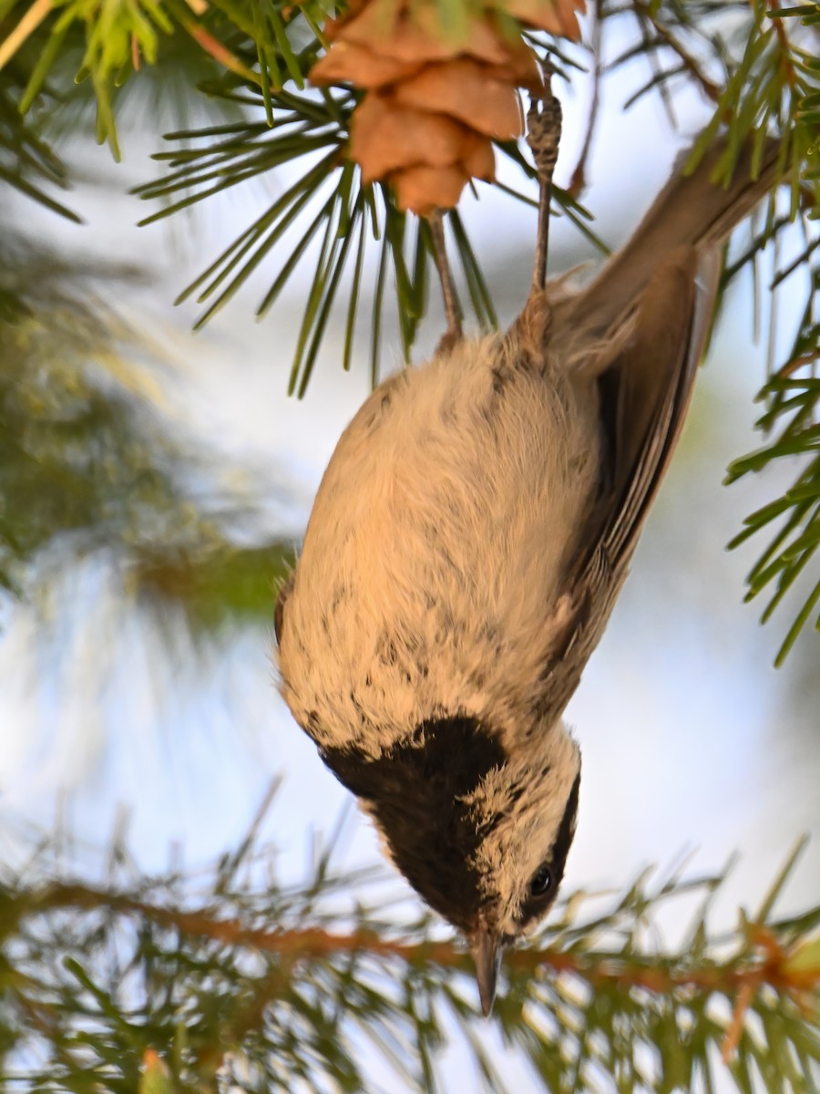 Mountain Chickadee - ML639175075