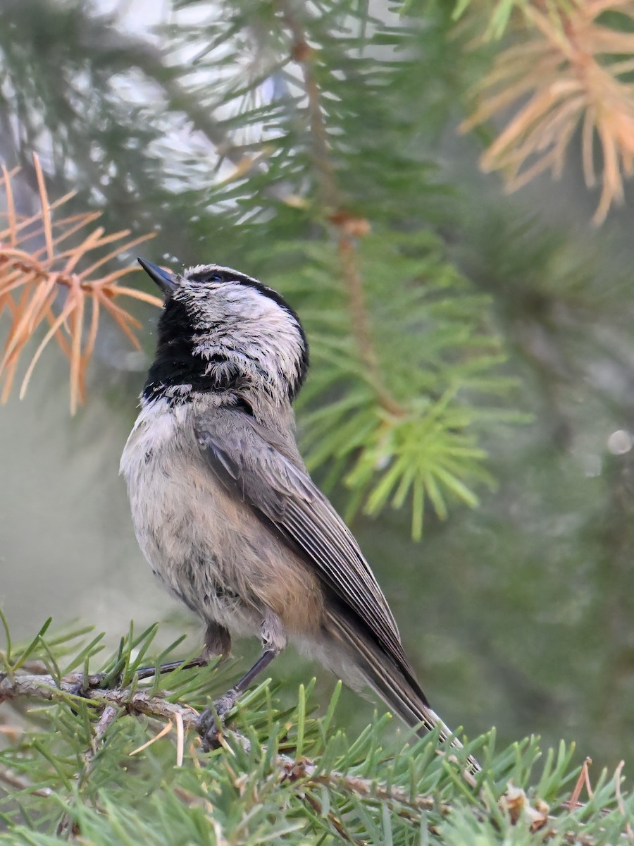 Mountain Chickadee - ML639175076