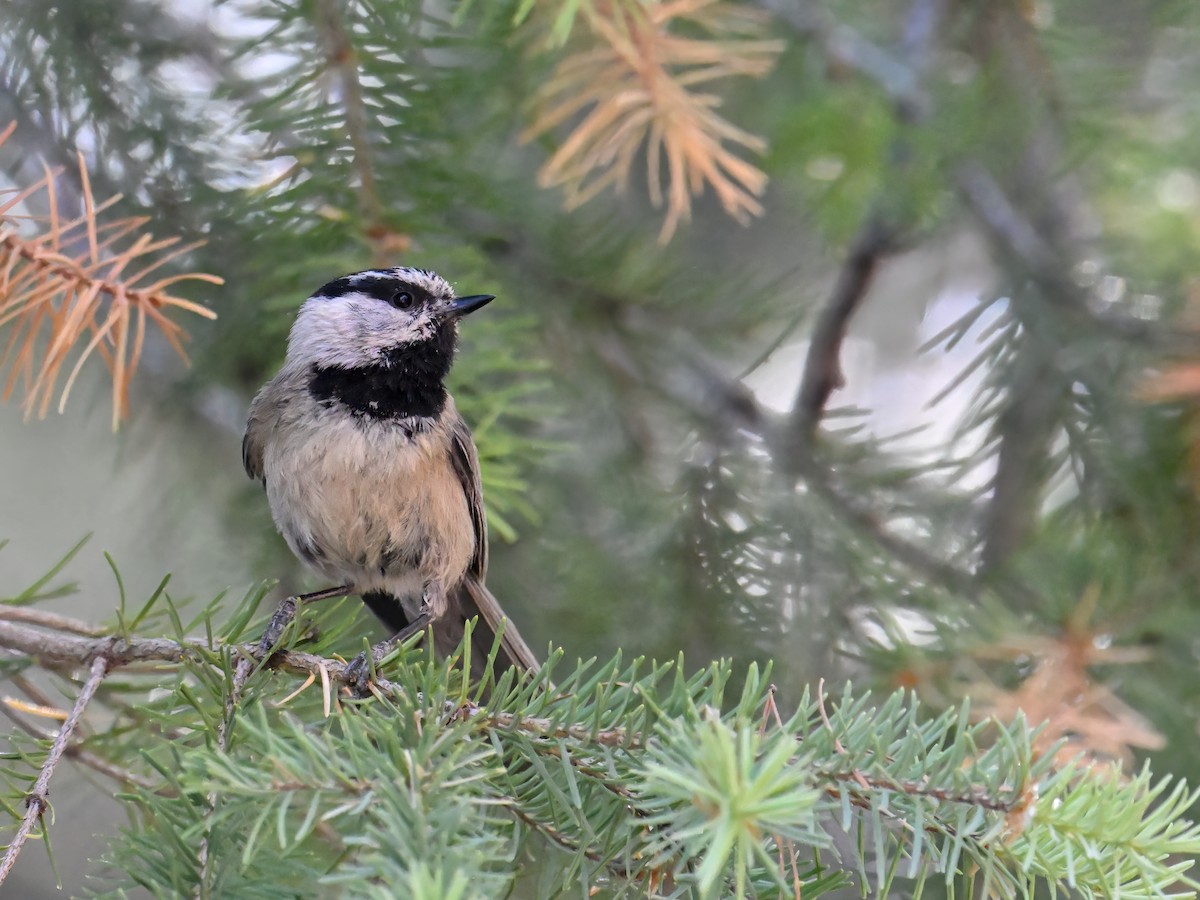 Mountain Chickadee - ML639175079
