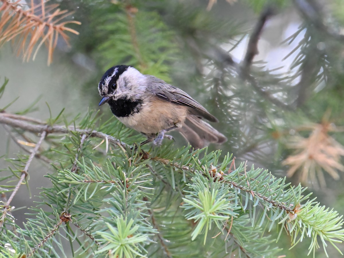 Mountain Chickadee - ML639175080