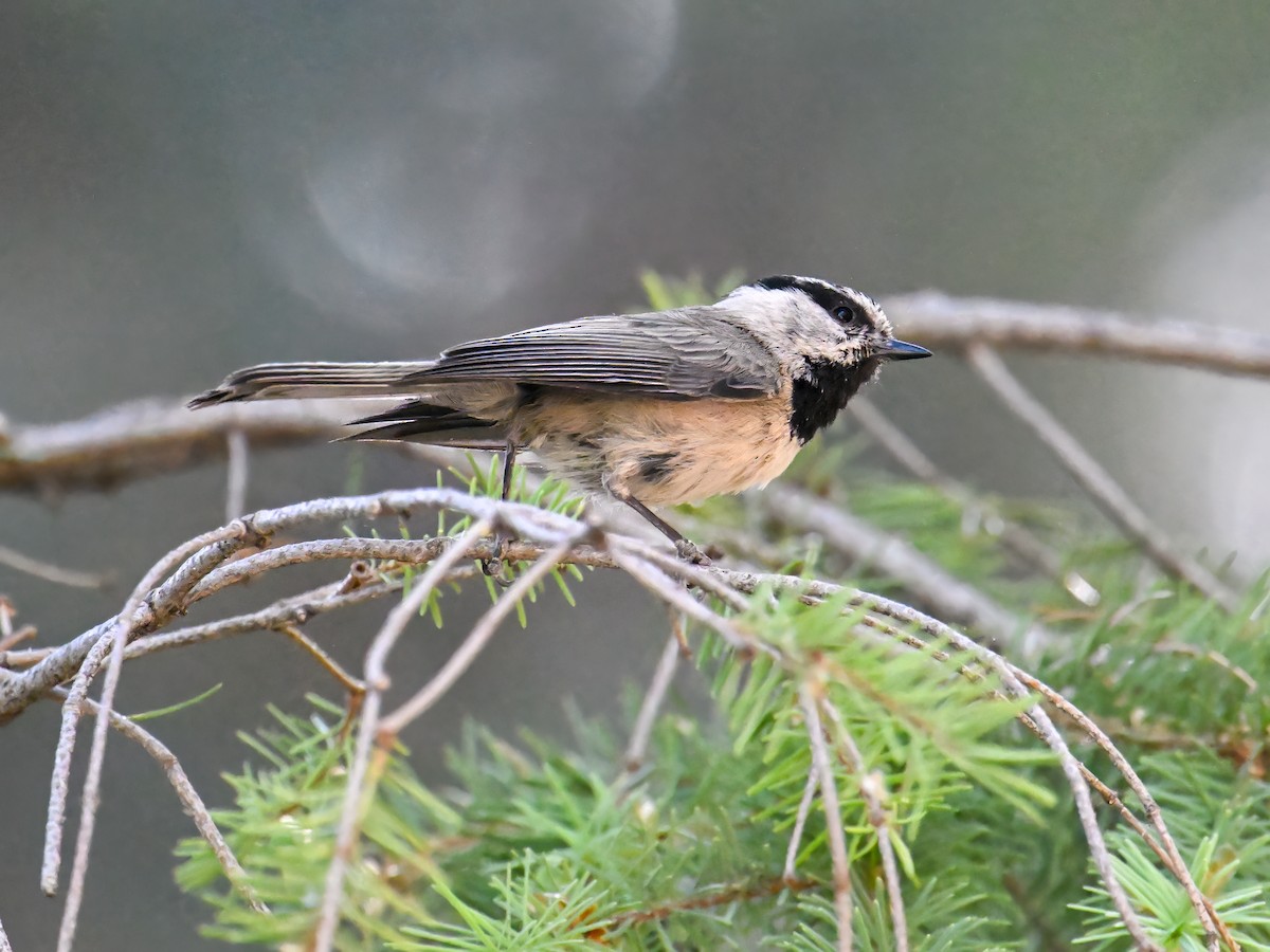 Mountain Chickadee - ML639175081