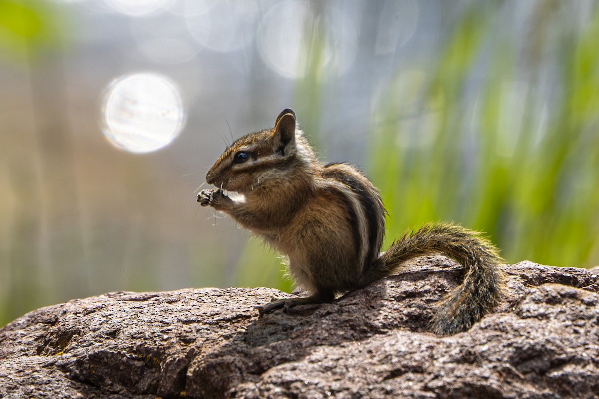 Western Chipmunks - ML639175083