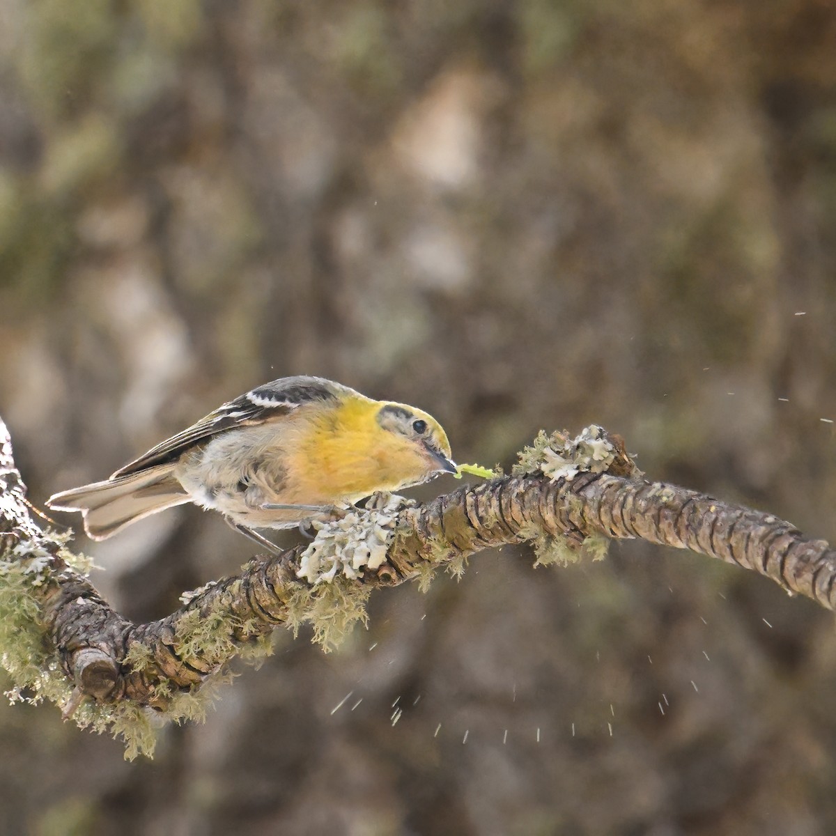 Olive Warbler - ML639175108