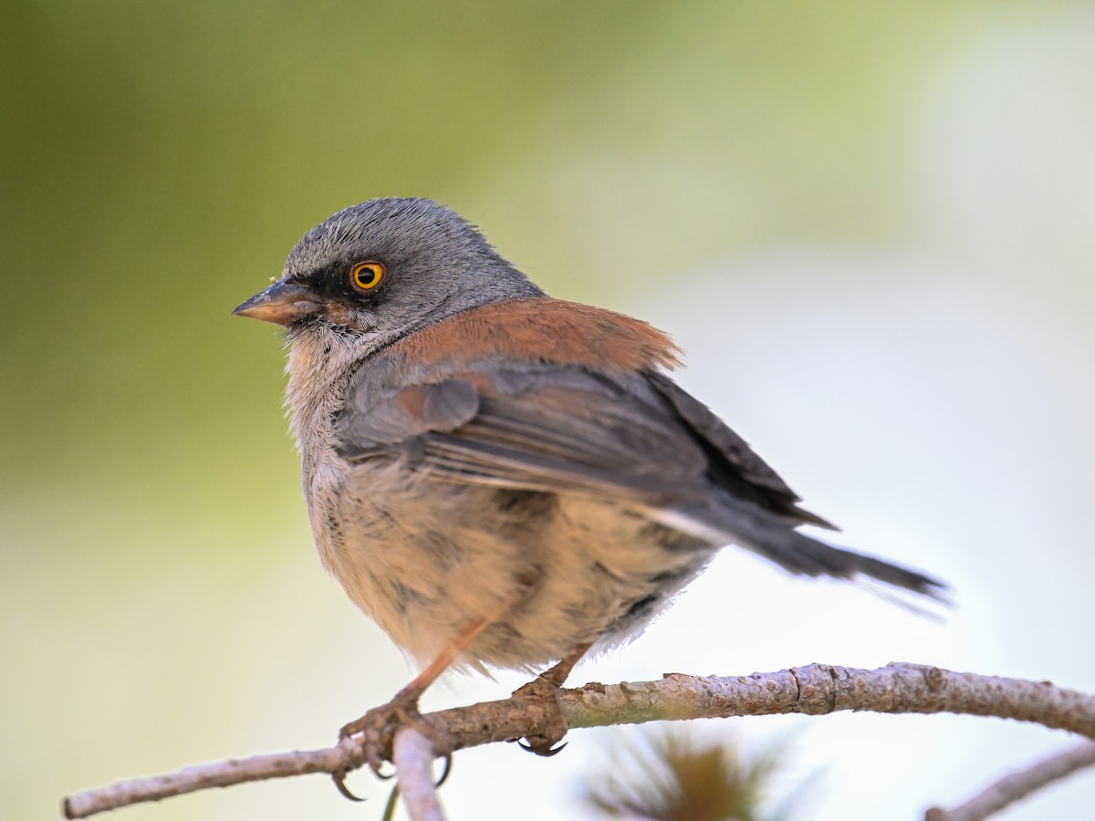 Yellow-eyed Junco - ML639175113