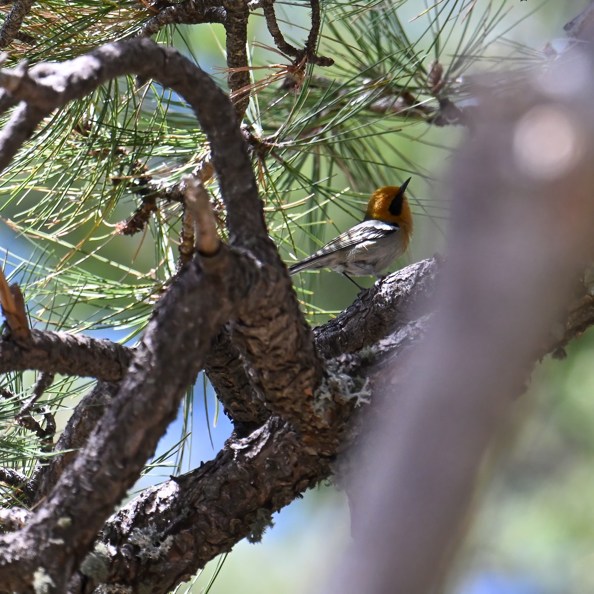 Olive Warbler - ML639175125