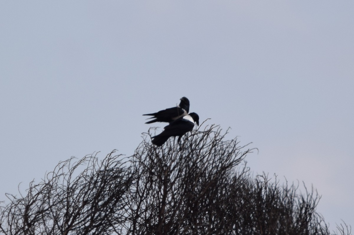 Pied Crow - ML639175136