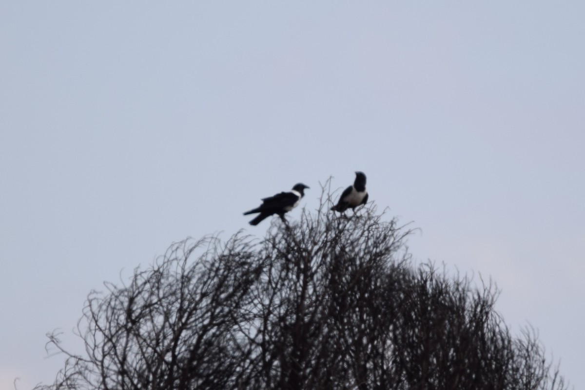Pied Crow - ML639175137