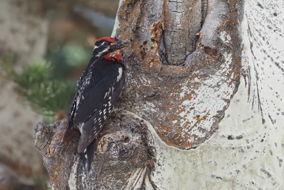 Red-naped Sapsucker - ML639175303