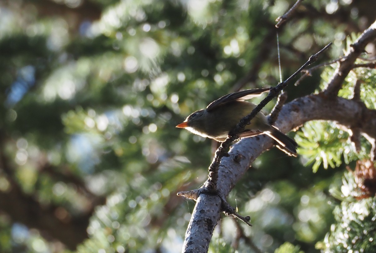 Western Flycatcher (Cordilleran) - ML639175333
