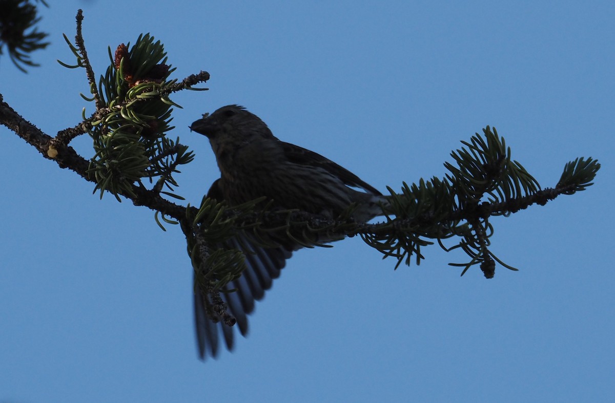 Red Crossbill - ML639175351