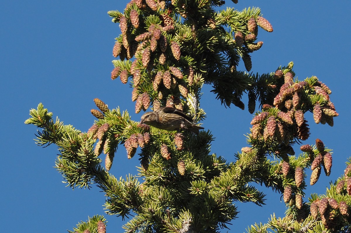 Red Crossbill - ML639175352