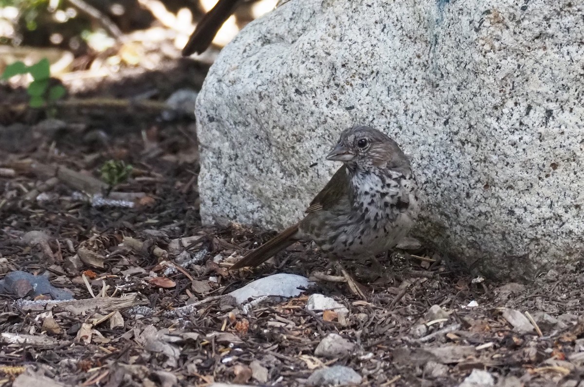 Fox Sparrow (Slate-colored) - ML639175360