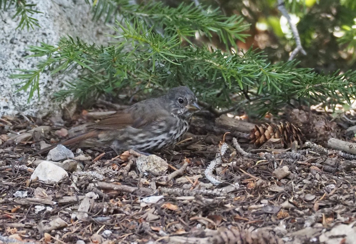 Fox Sparrow (Slate-colored) - ML639175361