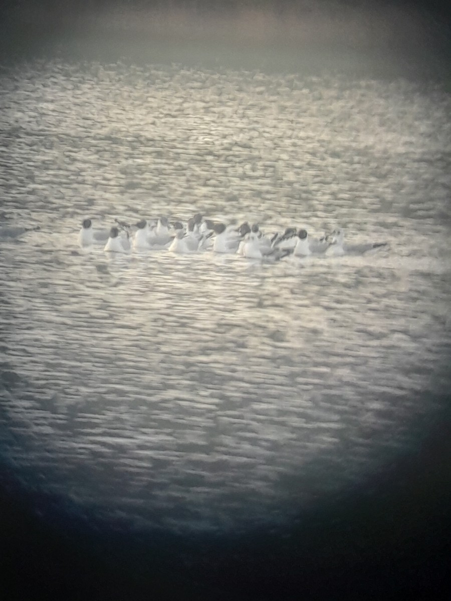 Bonaparte's Gull - ML639175382