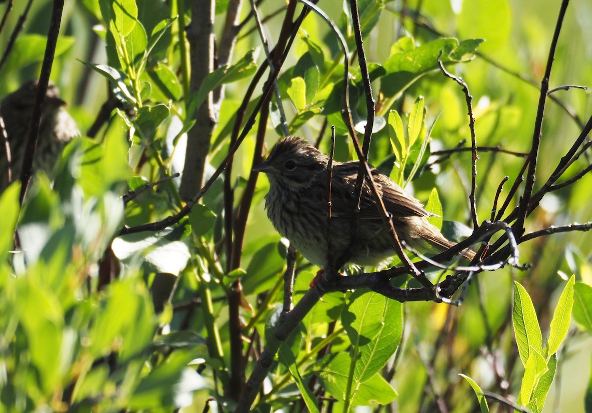 Lincoln's Sparrow - ML639175383