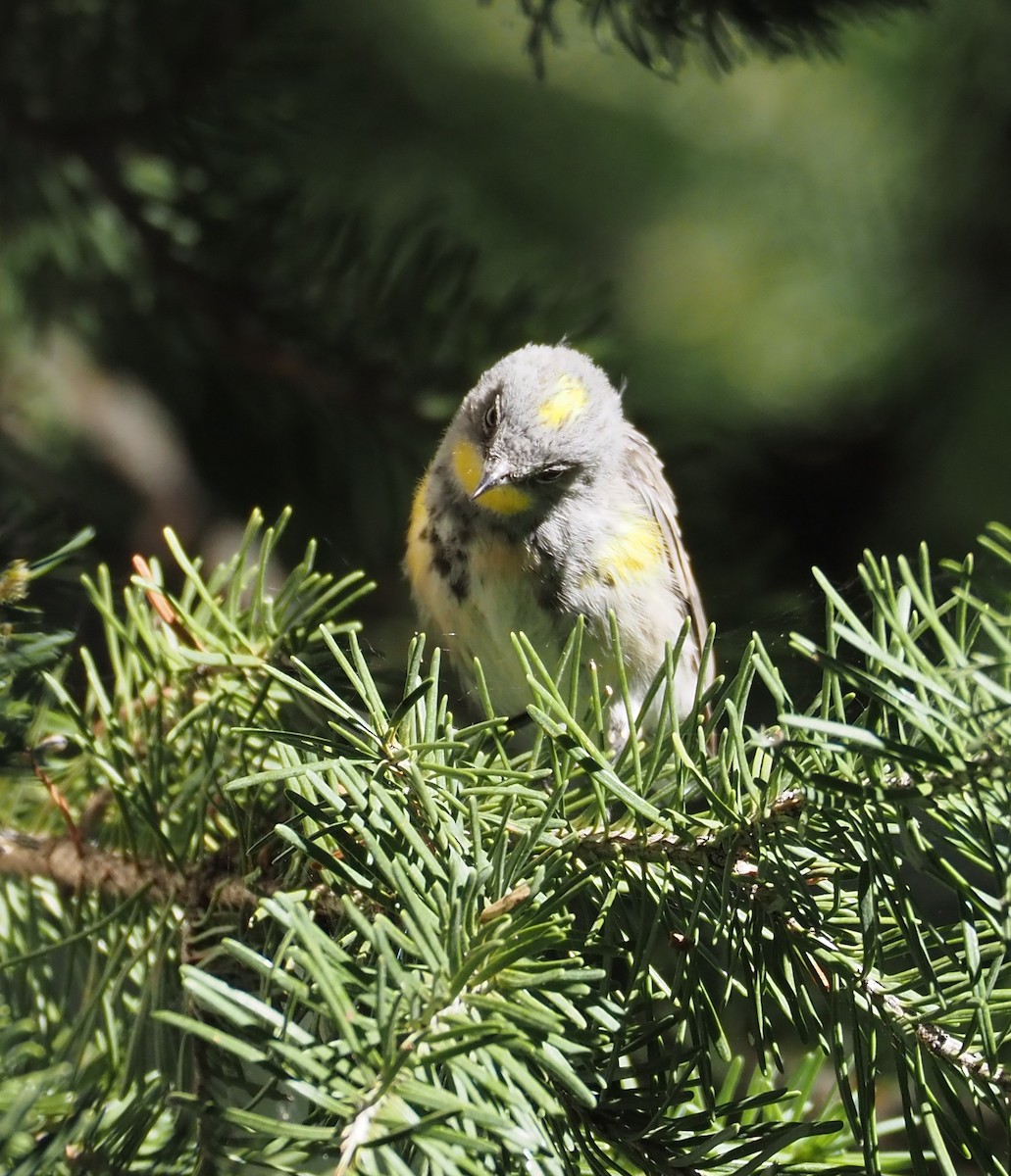 Yellow-rumped Warbler (Audubon's) - ML639175386